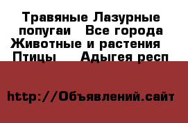 Травяные Лазурные попугаи - Все города Животные и растения » Птицы   . Адыгея респ.